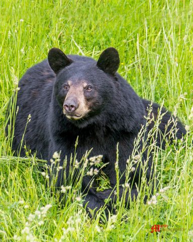 Black Bear Pennsylvania W 640x480
