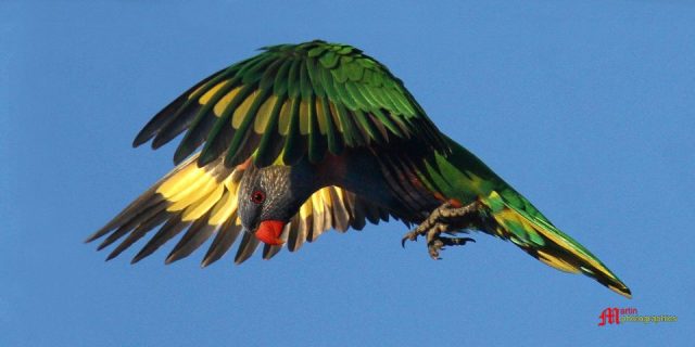 Lorikeet 960x480 640x480