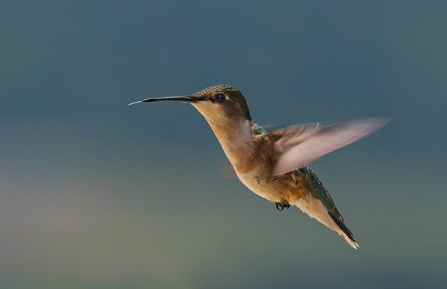 5DM33577 Hummingbird 8x10 960x621 640x480