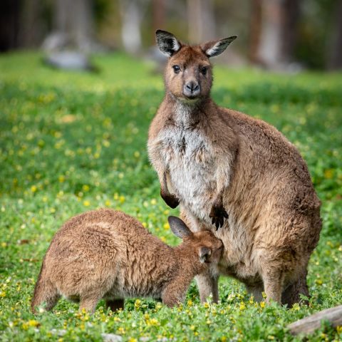 5DM41482 Edit Mother And Joey 960x960 640x480
