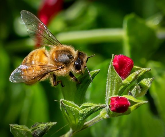 5DM43113a Edit Bee 1 960x802 640x480
