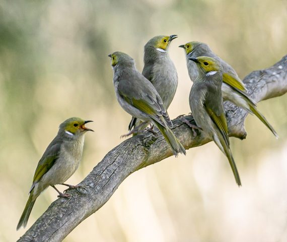 5DM47726 White Plumed Honeyeaters 960x808 640x480