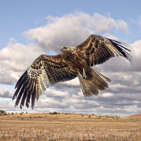 IMG 2451a Black Kite 640x480