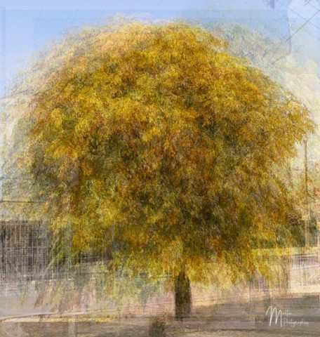 MNR50963 Tree 1 Raw 960x1011 640x480